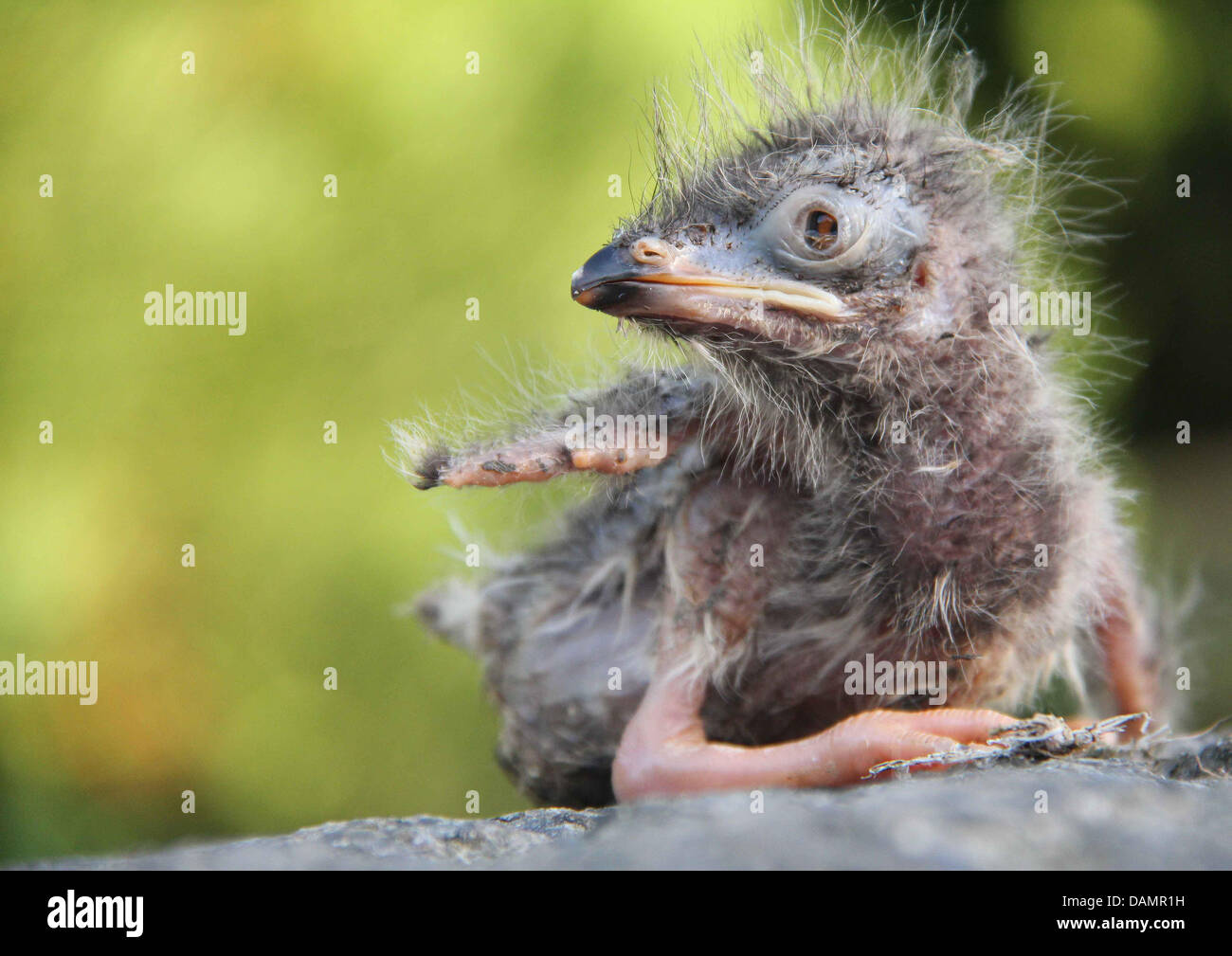 A three day old Serima chick (Cariamidae) is pictured in St. Peter-Ording, Germany, 27 June 2011. Serima's are held to be the last relatives to huge birds that lived off meat and died out 18 000 years ago. They can hardly fly and climb trees to sleep at night. Photo: Wolfgang Runge Stock Photo
