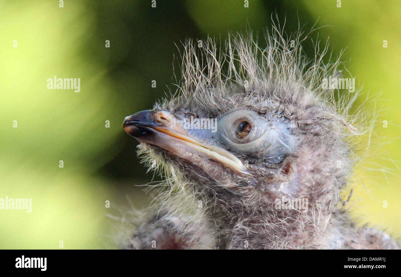 A three day old Serima chick (Cariamidae) is pictured in St. Peter-Ording, Germany, 27 June 2011. Serima's are held to be the last relatives to huge birds that lived off meat and died out 18 000 years ago. They can hardly fly and climb trees to sleep at night. Photo: Wolfgang Runge Stock Photo