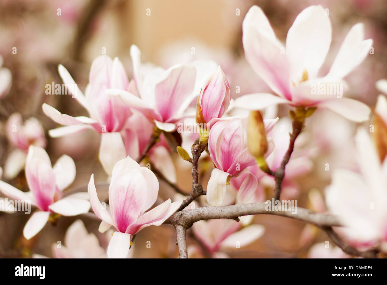 Close up of a branch with flowers of magnolia tree Stock Photo - Alamy