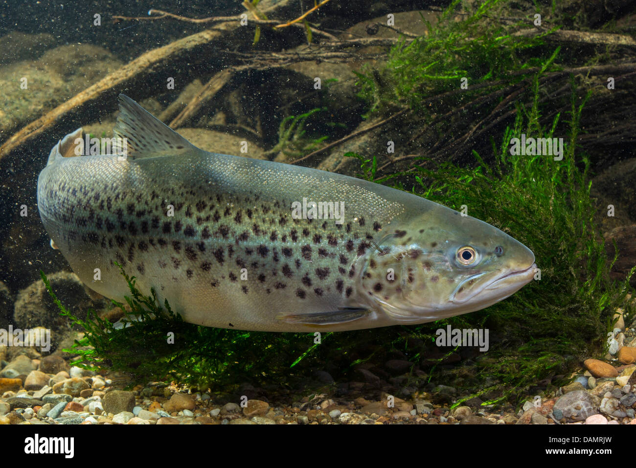 lake trout (Salmo trutta lacustris), male Stock Photo