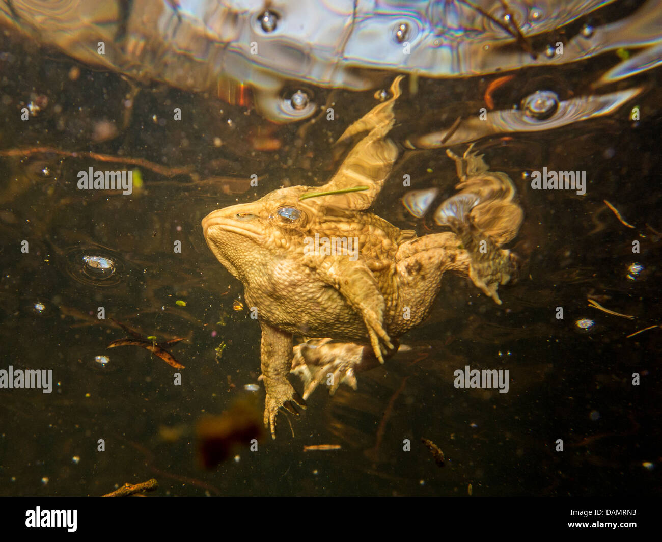 European common toad (Bufo bufo), male, underwater photo, underside, Germany, Bavaria, Isental Stock Photo