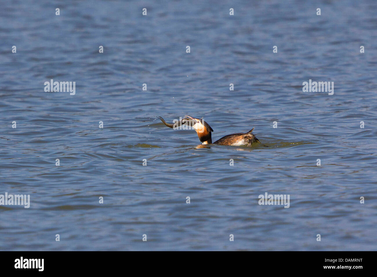 great crested grebe (Podiceps cristatus), feeding a huge roach, Germany, Bavaria Stock Photo