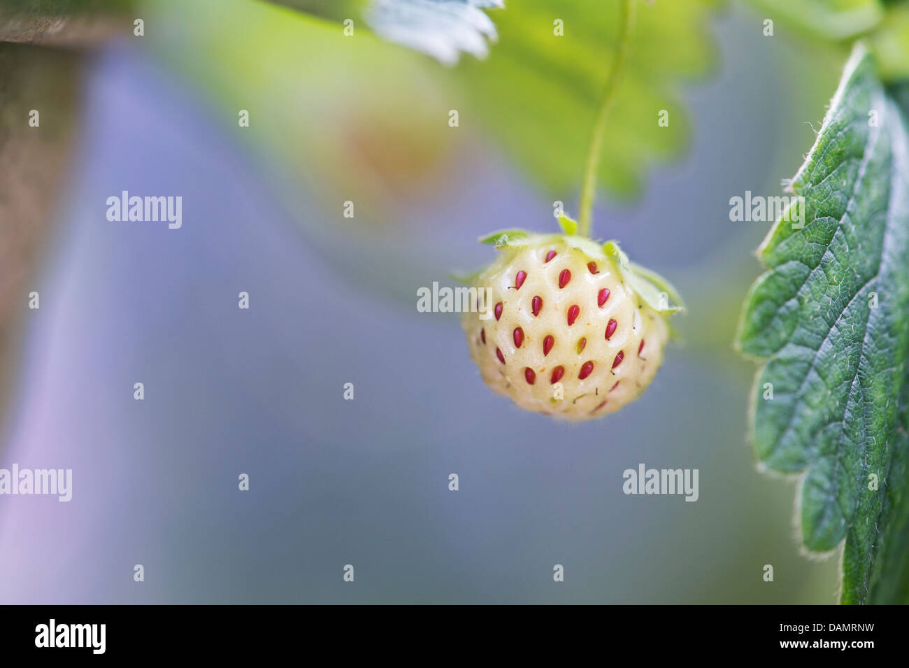 Pineberry fruit on the plant. Strawberry cultivar Stock Photo
