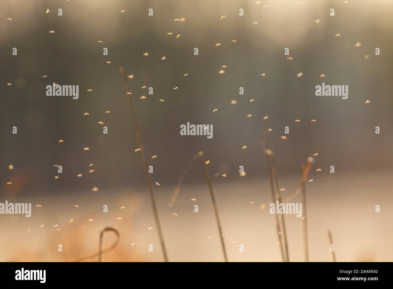 winter gnat (Trichocera annulata), cloud of mosquitos, Germany, Bavaria, Lake Chiemsee Stock Photo