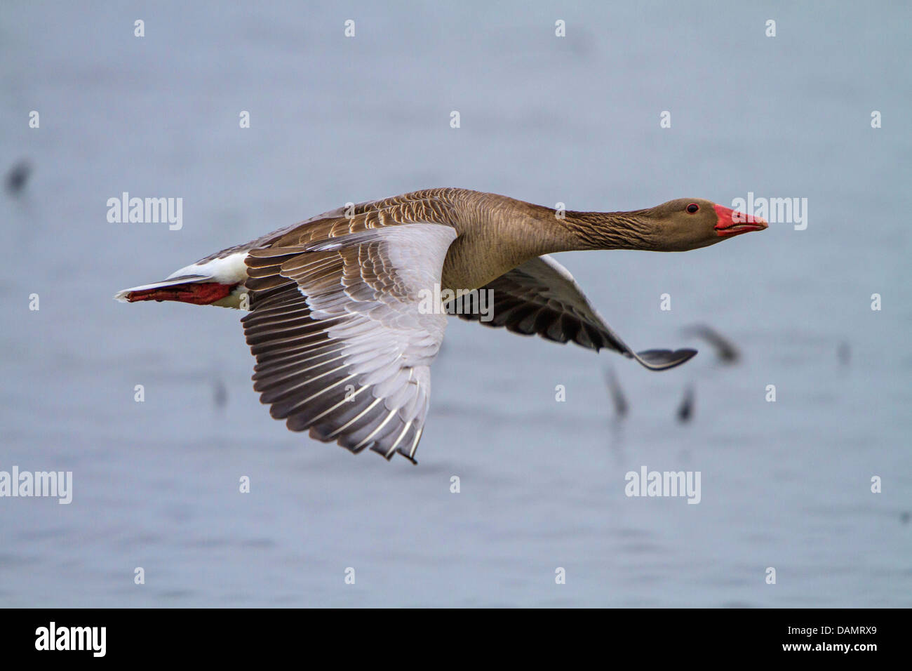 greylag goose (Anser anser), flying close to the water surface, Germany, Bavaria, Lake Chiemsee Stock Photo