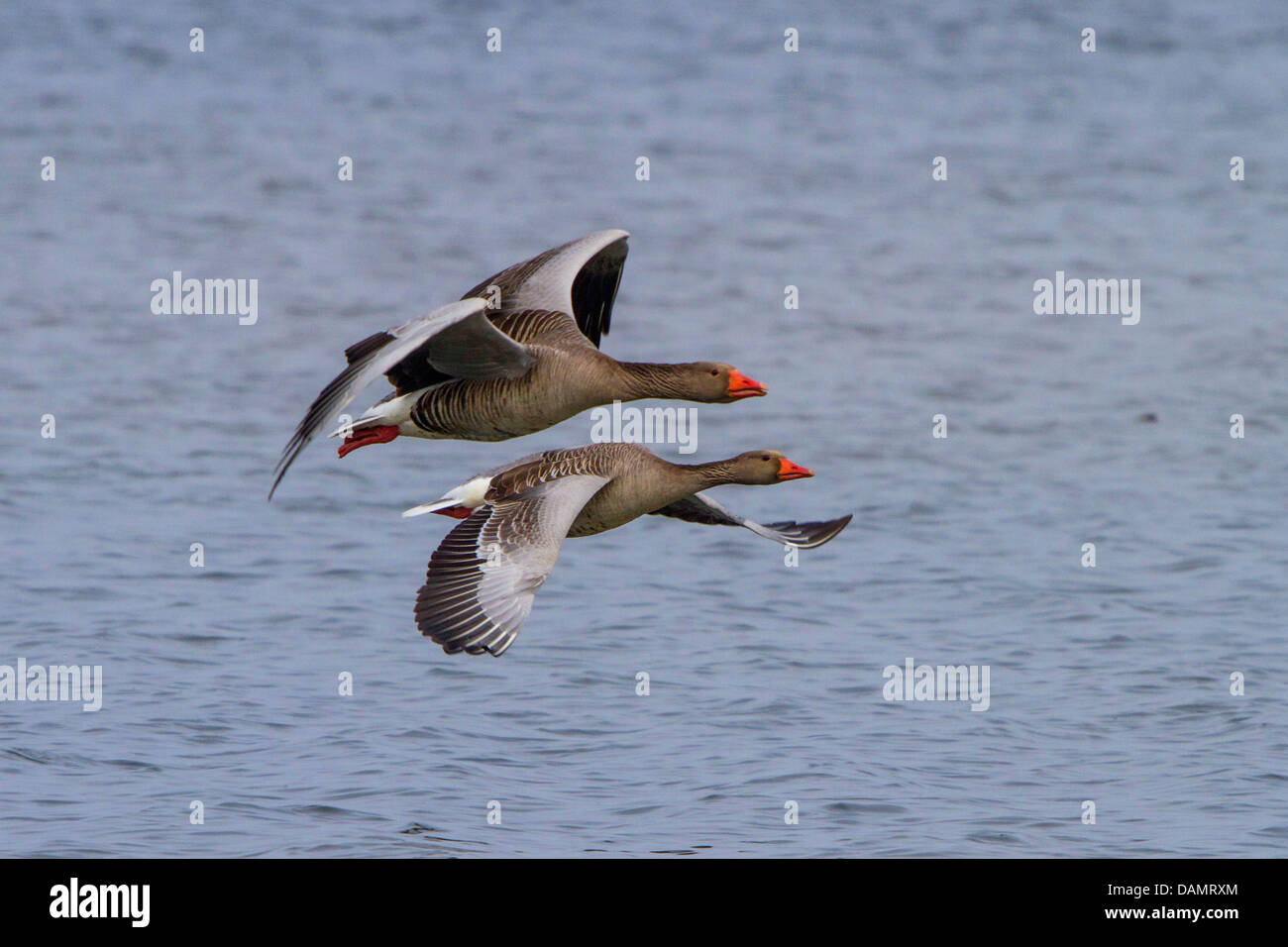 greylag goose (Anser anser), couple flying close to the water surface, Germany, Bavaria, Lake Chiemsee Stock Photo