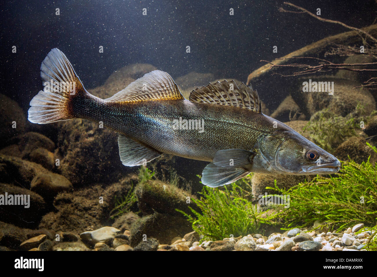 pike-perch, zander (Stizostedion lucioperca, Sander lucioperca), male in mating colouration at the pebble ground of a water Stock Photo