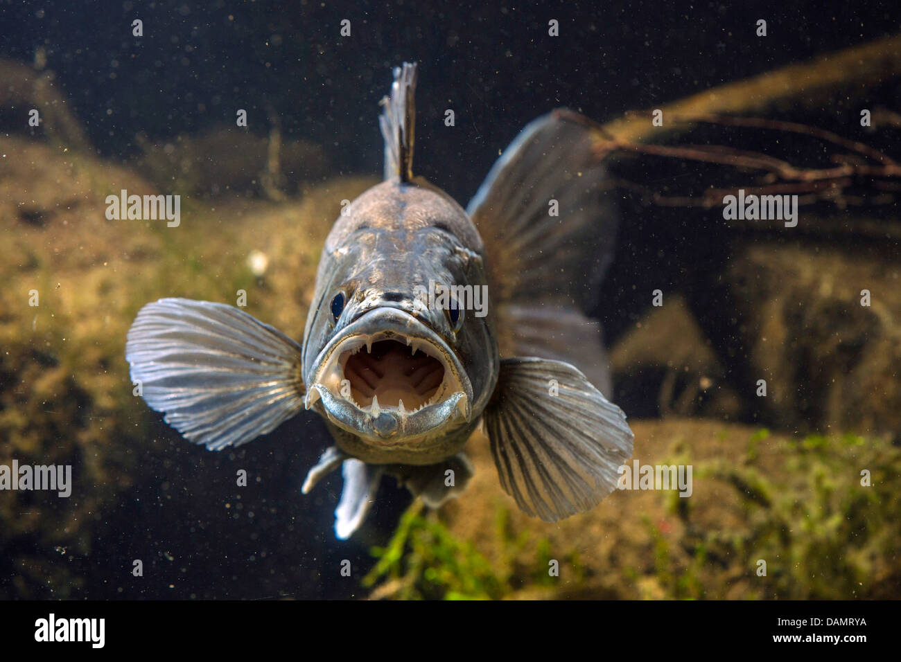 pike-perch, zander (Stizostedion lucioperca, Sander lucioperca), male in mating colouration threatening with open mouth Stock Photo