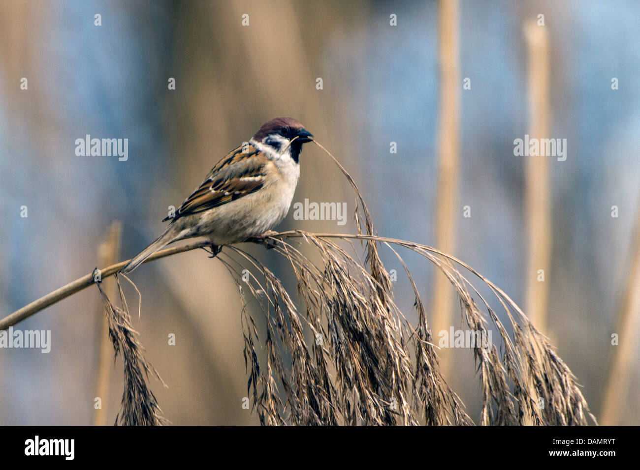 Eurasian tree sparrow (Passer montanus), sitting on reed with panicle in the bill, Germany, Bavaria, Isental Stock Photo