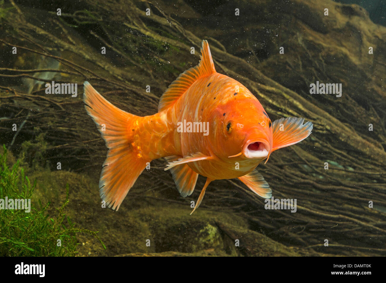 Fishes on weighing scale hi-res stock photography and images - Alamy