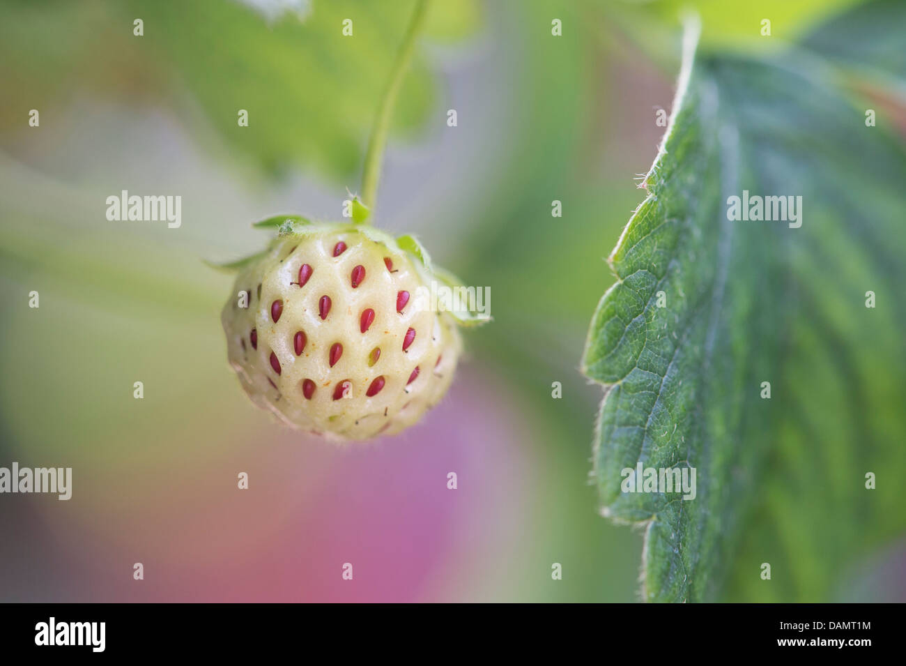 Pineberry fruit on the plant. Strawberry cultivar Stock Photo