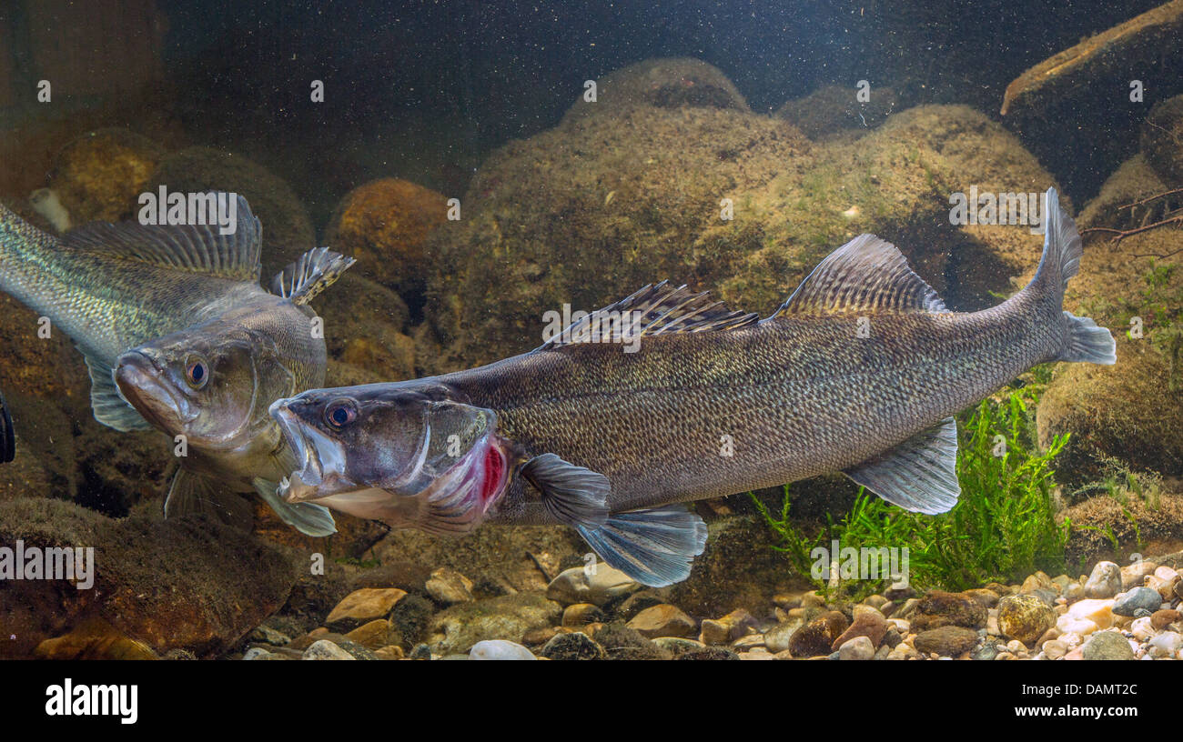 pike-perch, zander (Stizostedion lucioperca, Sander lucioperca), milkner in mating colouration stimulating a rogner with a bite in the side, Germany Stock Photo