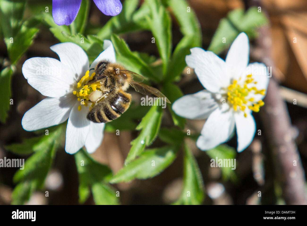 honey bee, hive bee (Apis mellifera mellifera), collecting pollen on Anemone, Germany, Bavaria Stock Photo