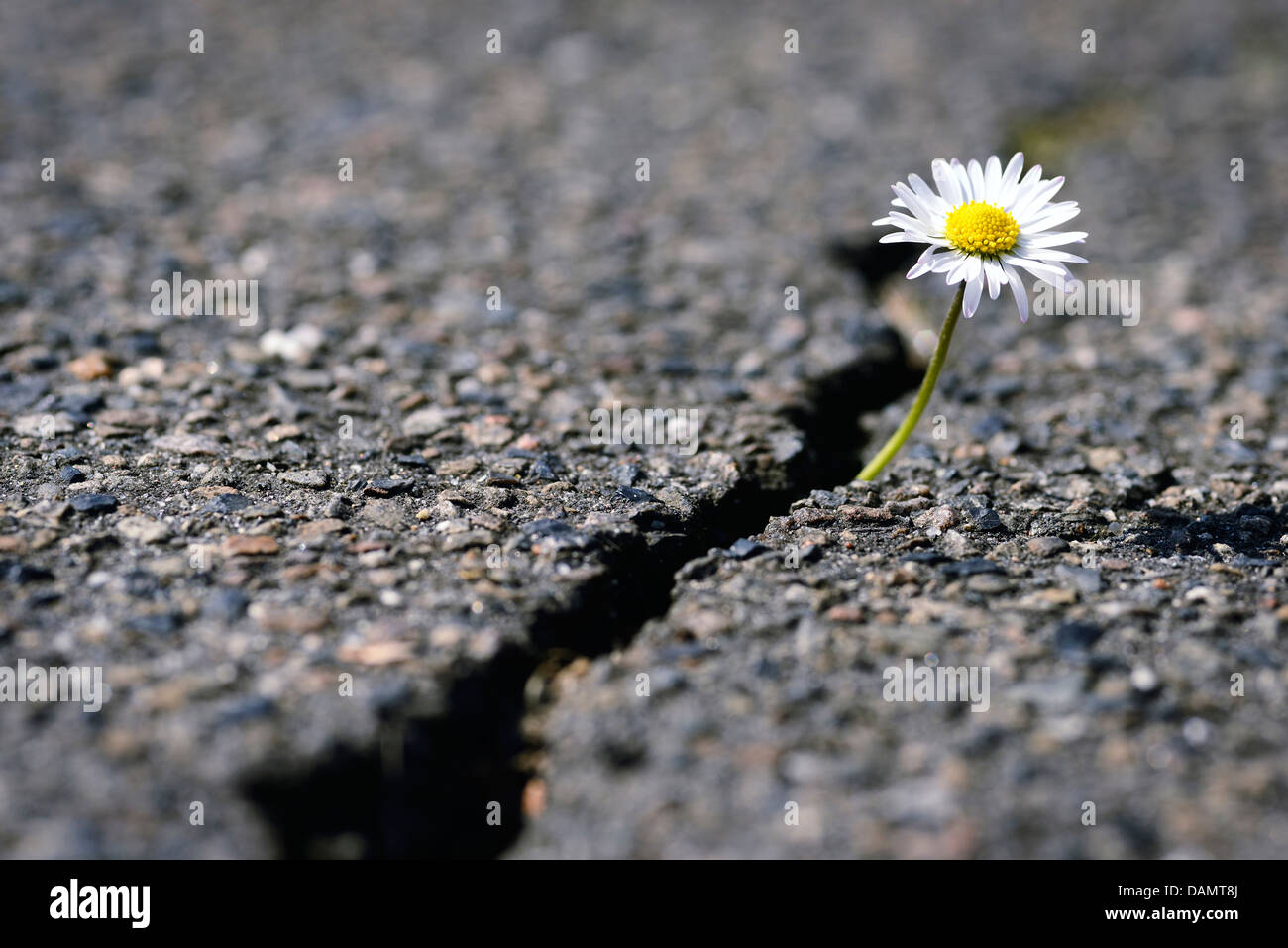 Durch die blume flirten
