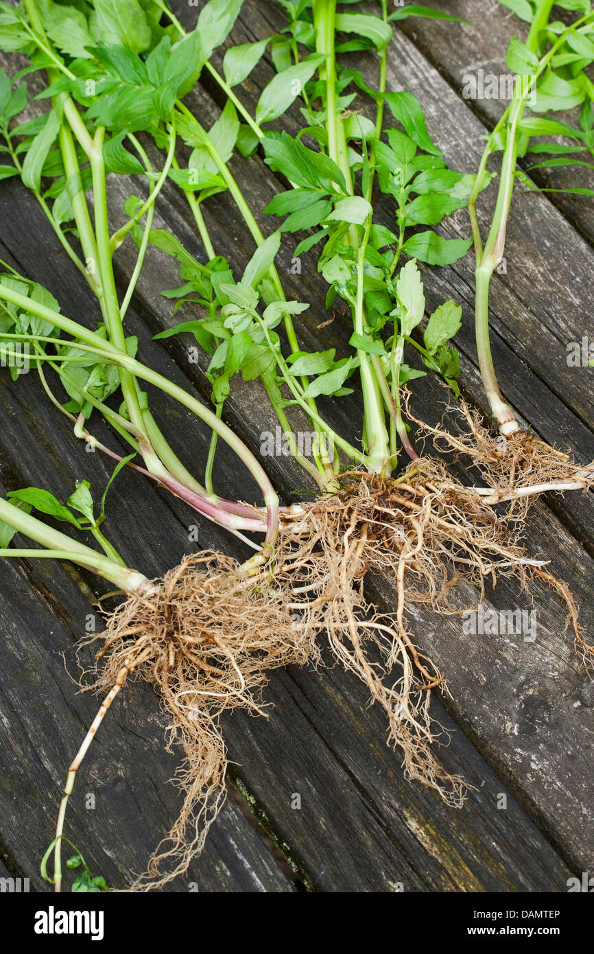 common valerian, all-heal, garden heliotrope, garden valerian (Valeriana officinalis), roots, Germany Stock Photo