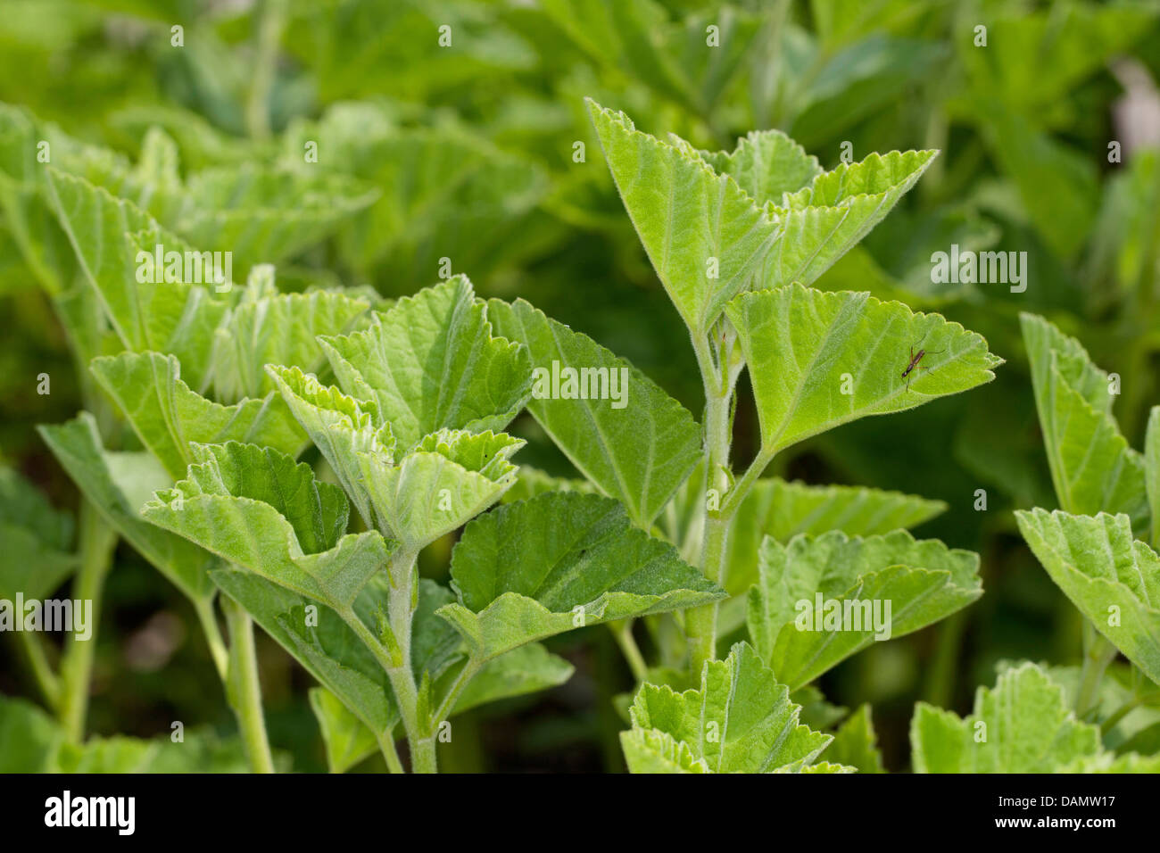 common marsh-mallow, common marshmallow (Althaea officinalis), leaves, Germany Stock Photo