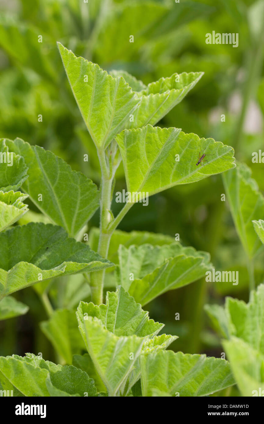 Marshmallow leaves + herbs hires stock photography and images Alamy