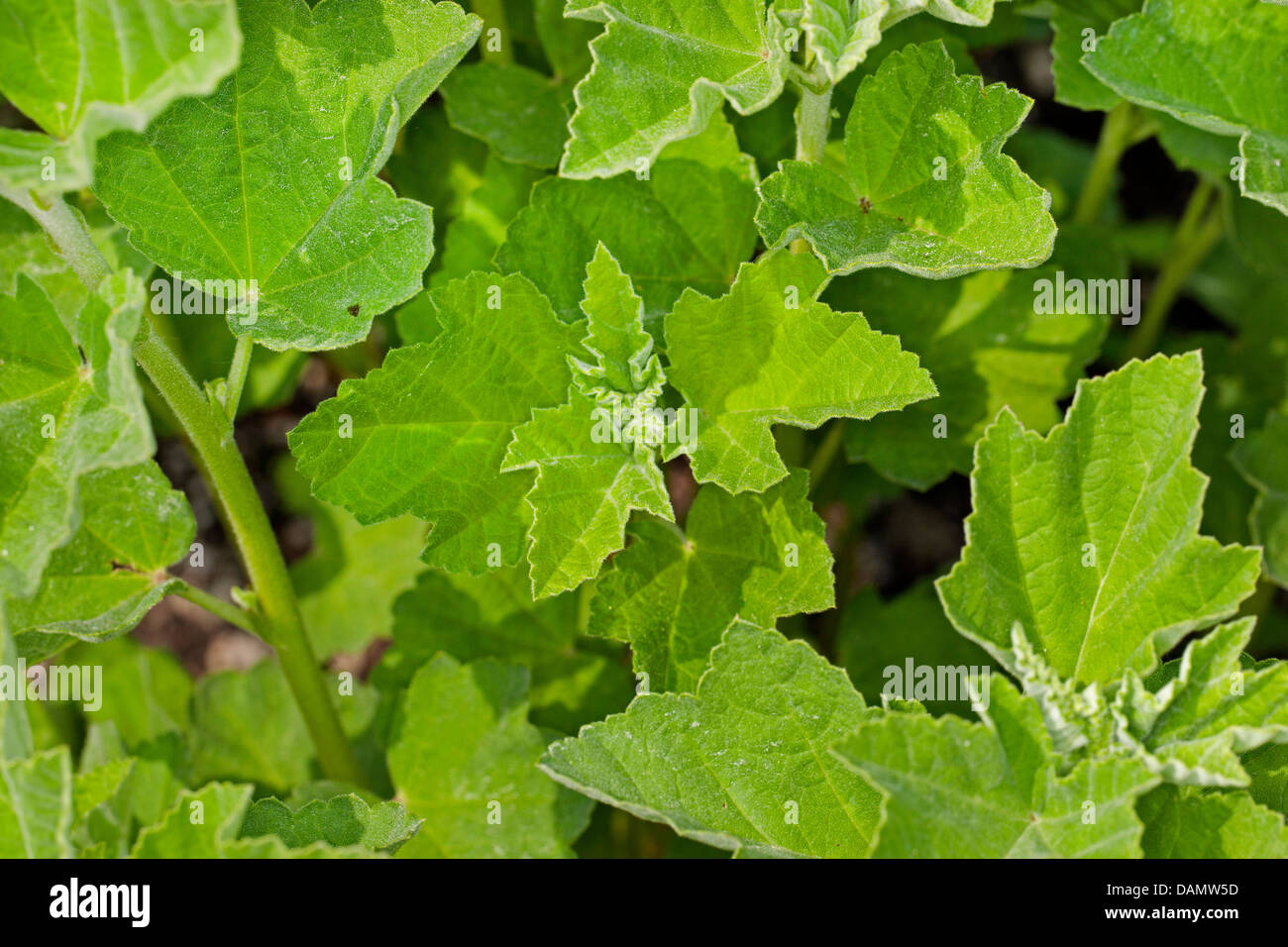 common marshmallow, common marshmallow (Althaea officinalis), leaves
