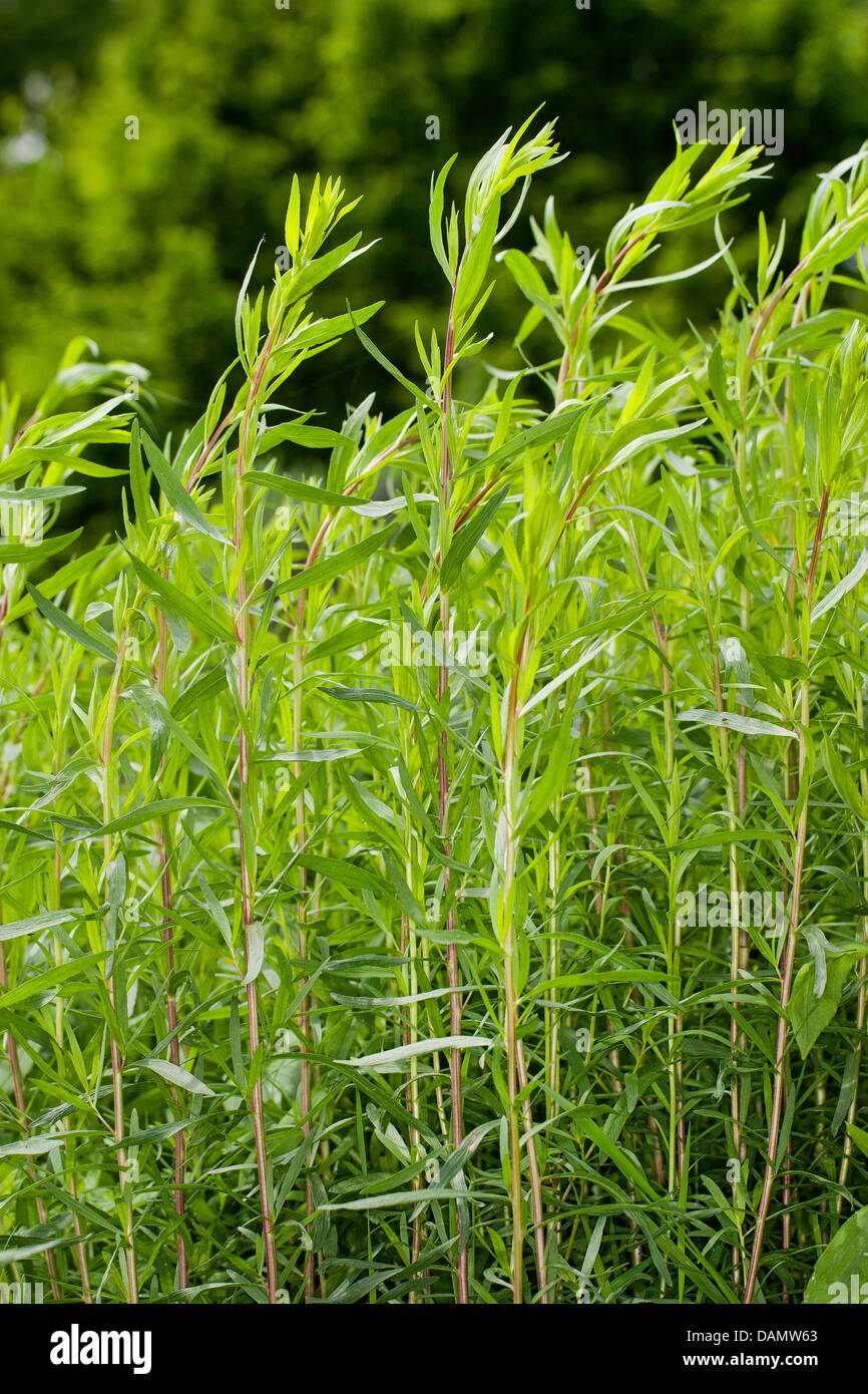 dragon sagewort, tarragon, estragole, esdragol, esdragon (Artemisia