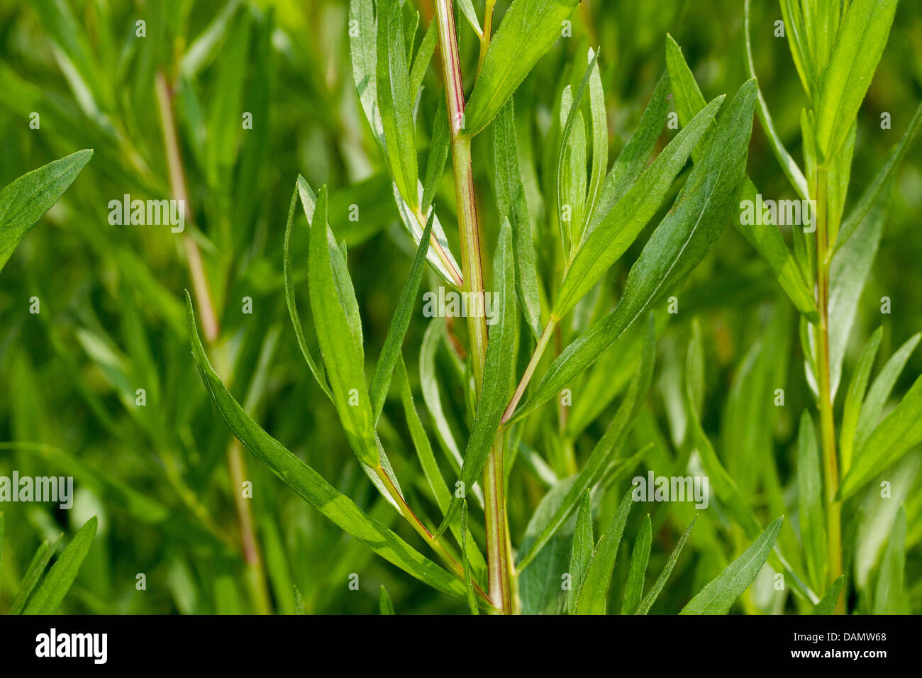 Artemisia dracunculus hires stock photography and images Alamy