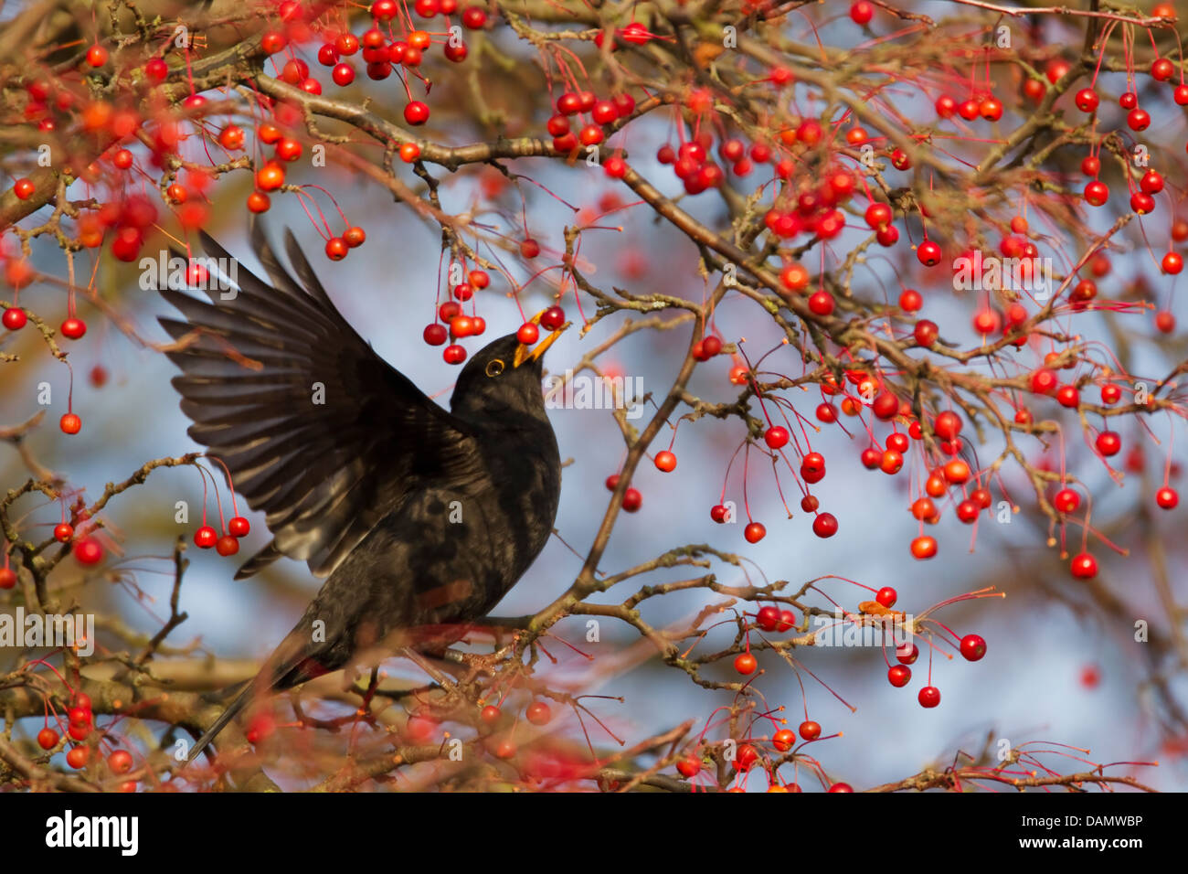 Blackbird - feeding on Autumn berries Turdus merula Ipswich Suffolk, UK BI24465 Stock Photo