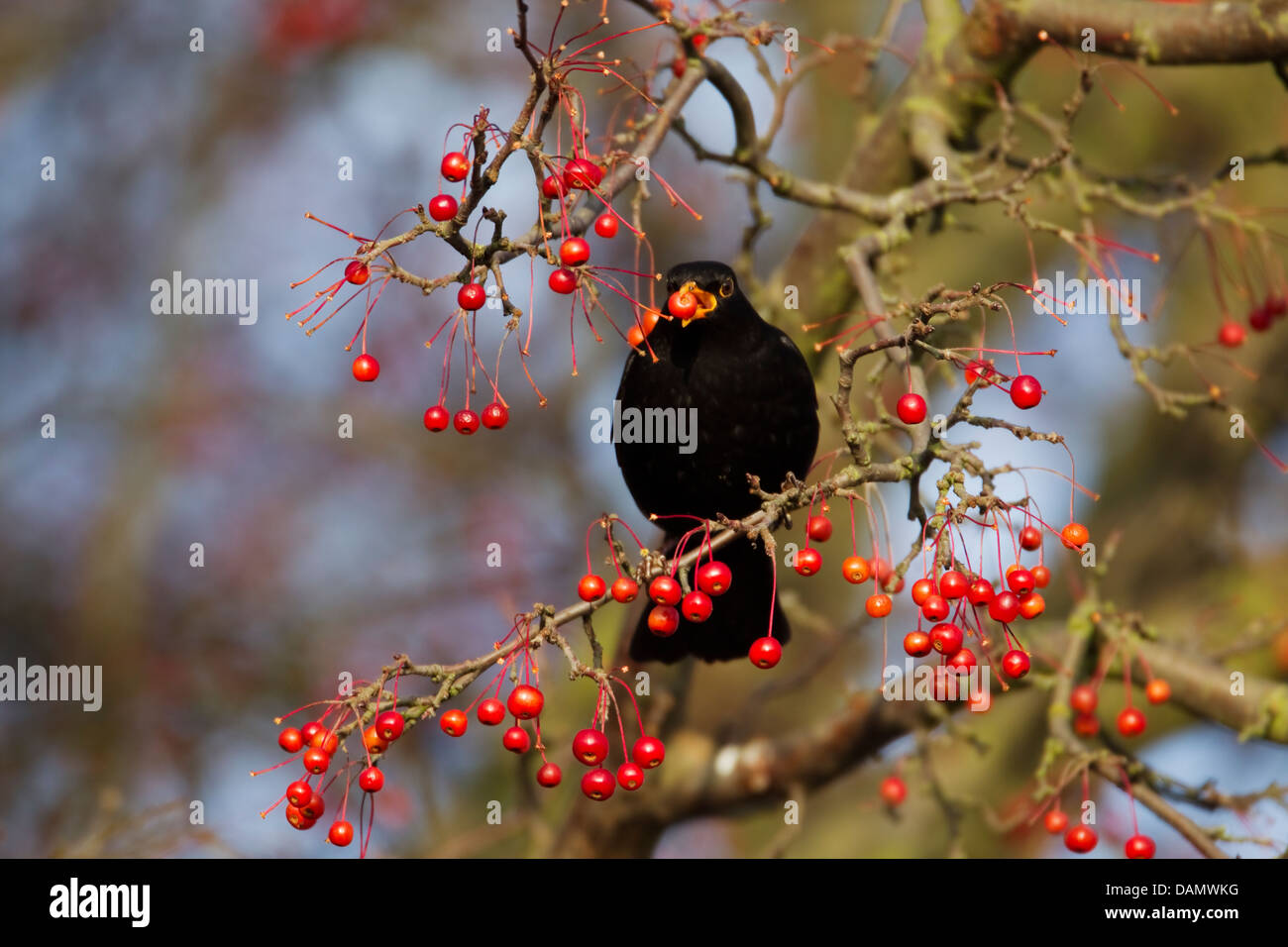 Blackbird - feeding on Autumn berries Turdus merula Ipswich Suffolk, UK BI24467 Stock Photo