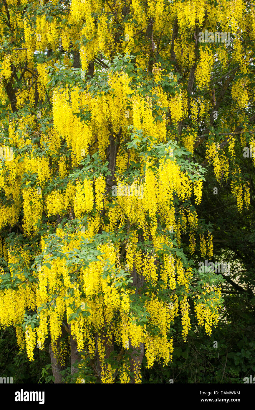 common laburnum (Laburnum anagyroides, Cytisus laburnum), blooming branches, Germany Stock Photo