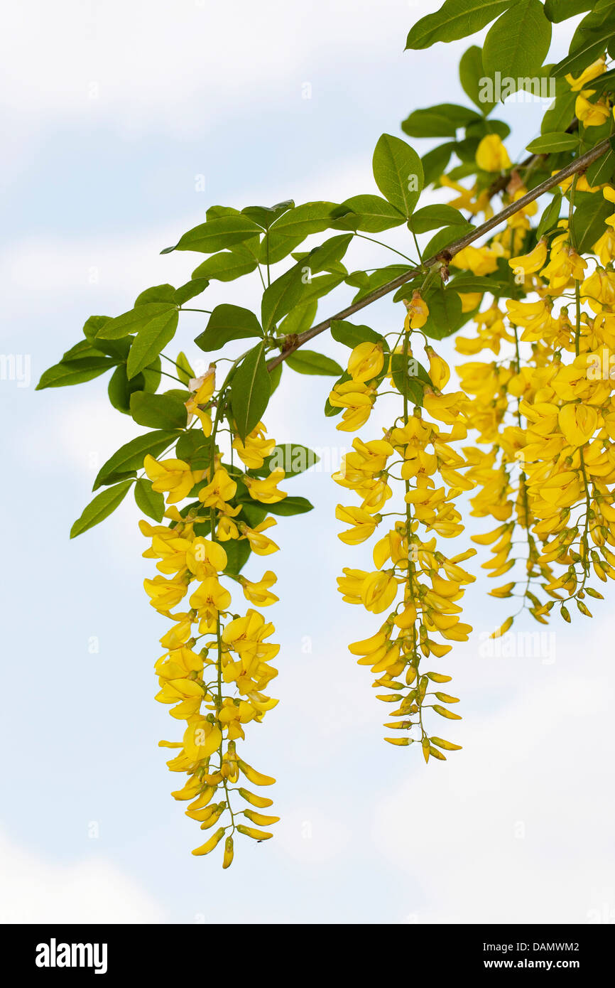 common laburnum (Laburnum anagyroides, Cytisus laburnum), blooming branches, Germany Stock Photo