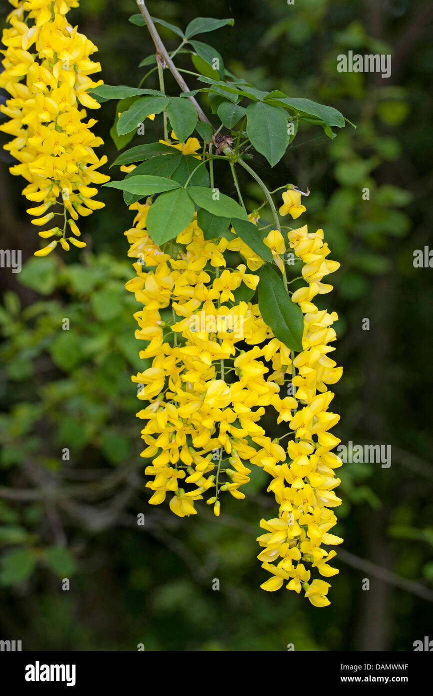 common laburnum (Laburnum anagyroides, Cytisus laburnum), blooming branches, Germany Stock Photo