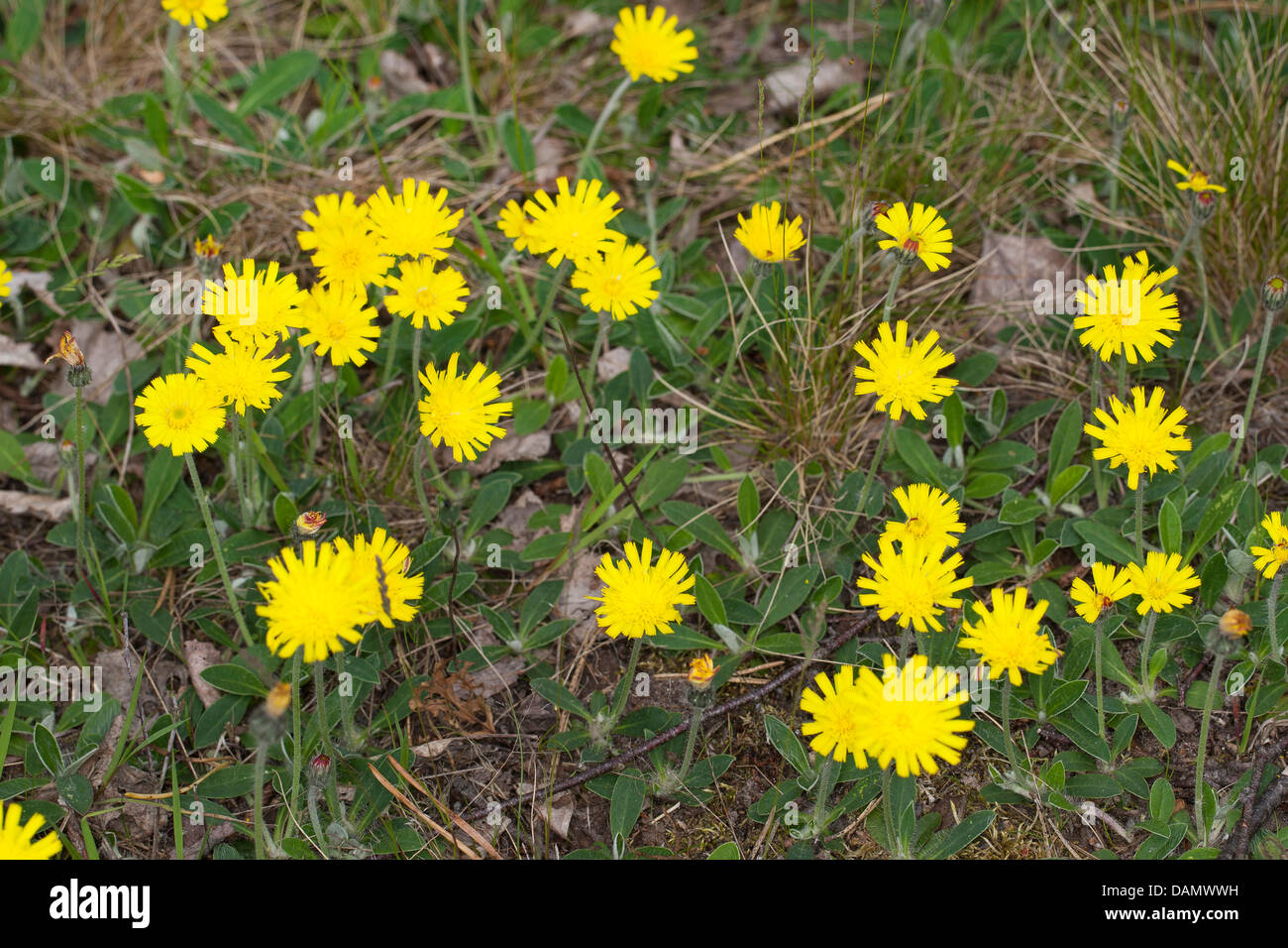 mousear hawkweed, mouseear (Hieracium pilosella, Pilosella officinarum), blooming, Germany Stock Photo