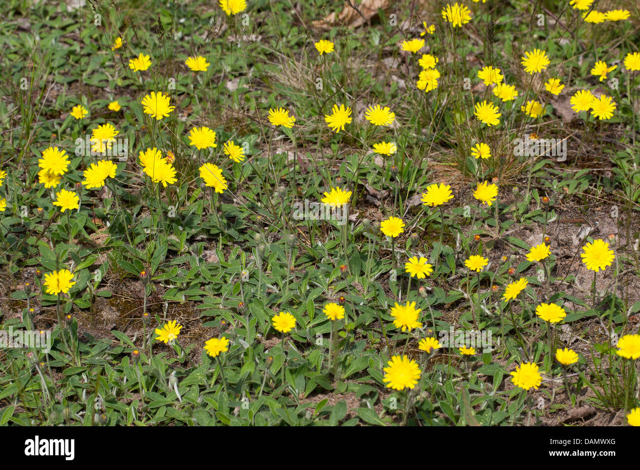 mousear hawkweed, mouseear (Hieracium pilosella, Pilosella officinarum), blooming, Germany Stock Photo