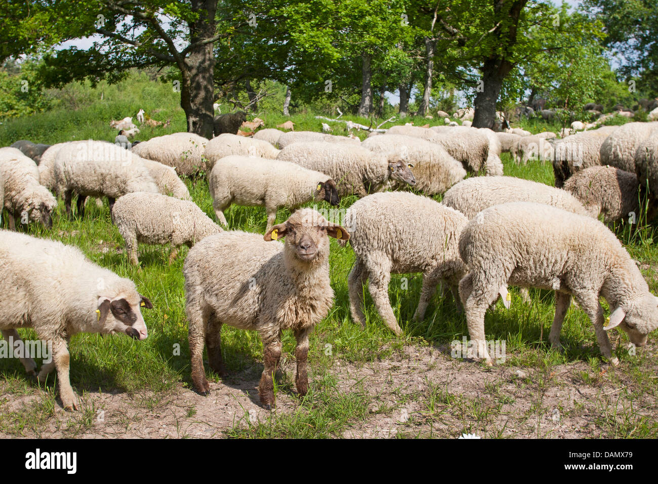 Merino sheep (Ovis ammon f. aries), flock of sheep browsing in a meadow under oaks, Germany Stock Photo