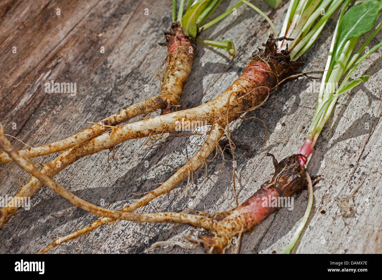 common evening primrose (Oenothera biennis), roots, Germany Stock Photo