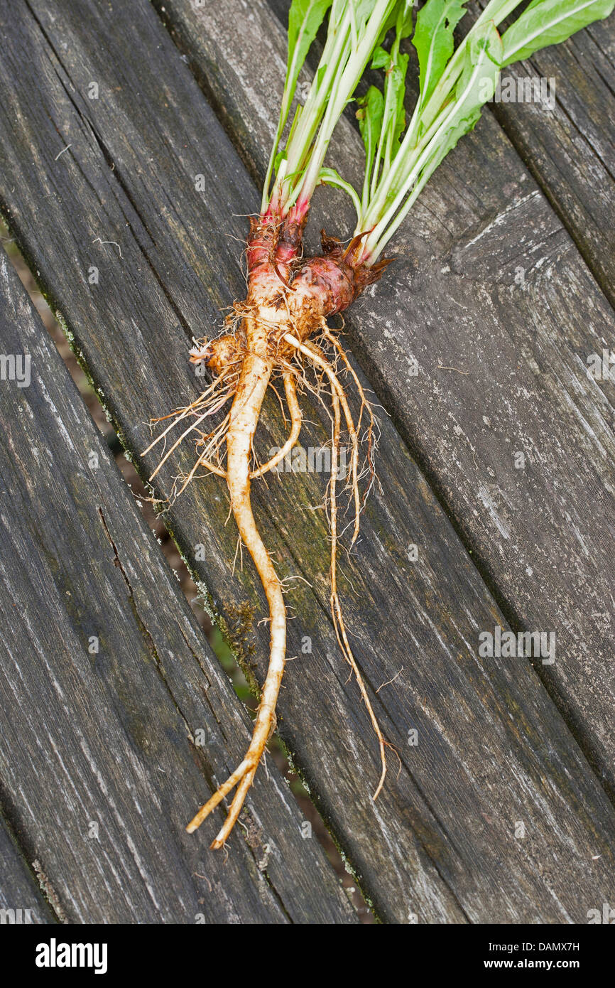 common evening primrose (Oenothera biennis), root, Germany Stock Photo