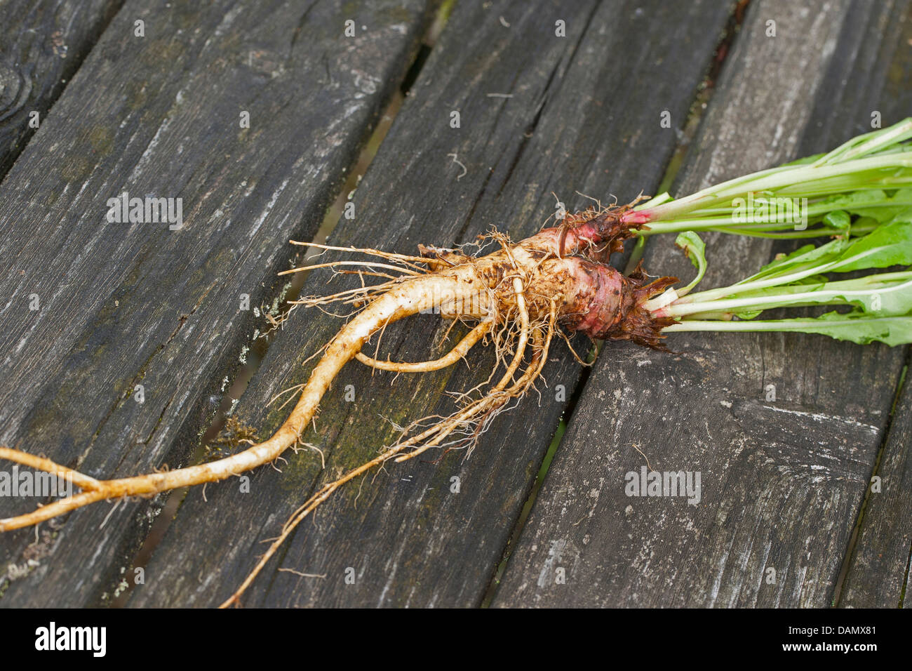 common evening primrose (Oenothera biennis), root, Germany Stock Photo