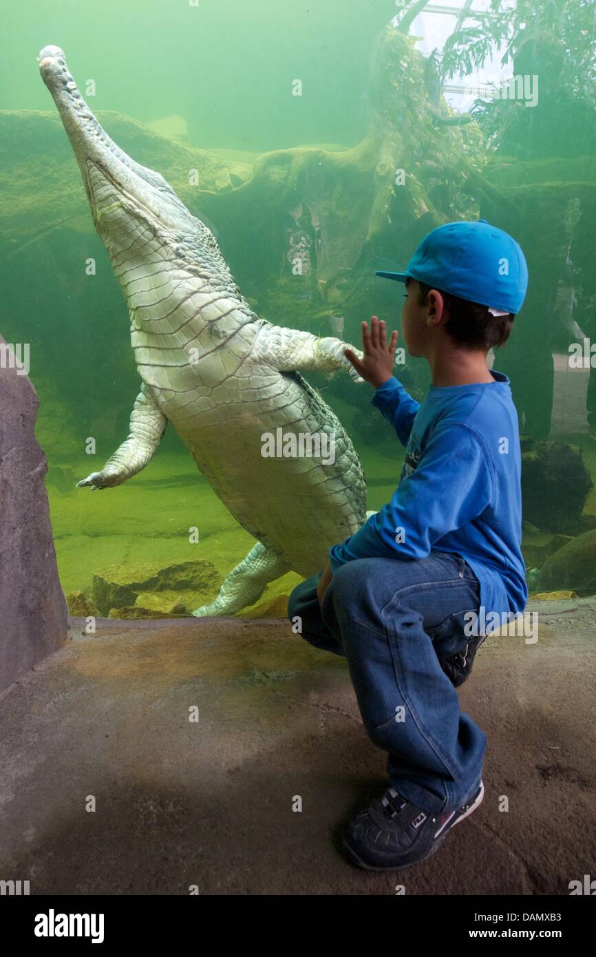 Crocodile on zoo hi-res stock photography and images - Page 3 - Alamy