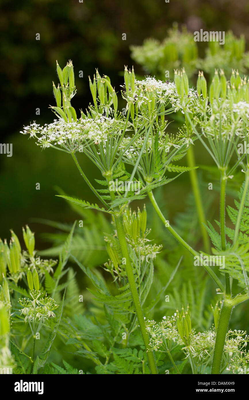 Sweet cicely, Anise, Cicely, Spanish Chervil (Myrrhis odorata, Scandix odorata), with flowers and fruits, Germany Stock Photo
