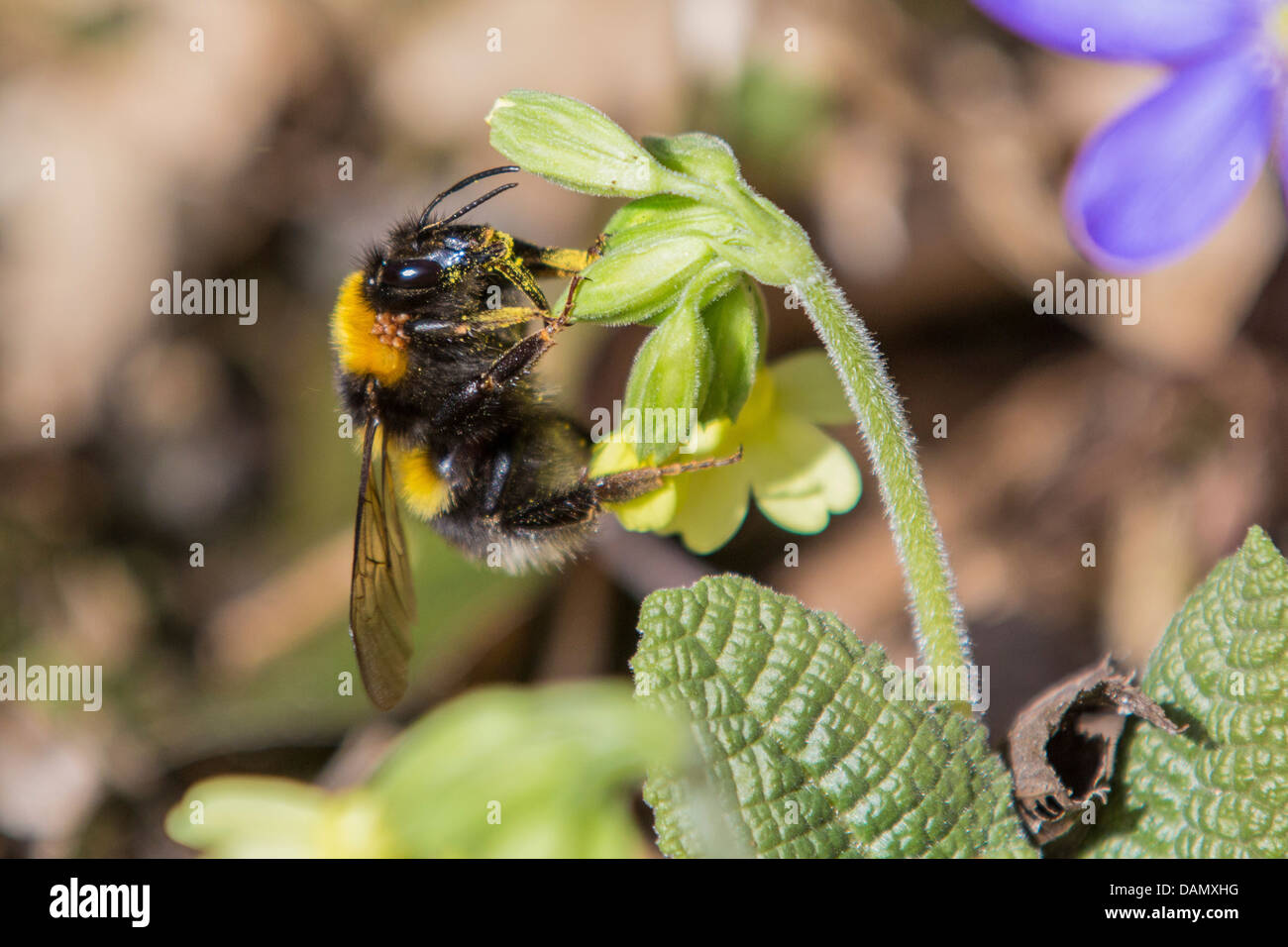 buff-tailed bumble bee (Bombus terrestris), with mites, at the blossom of a primrose, Germany, Bavaria Stock Photo