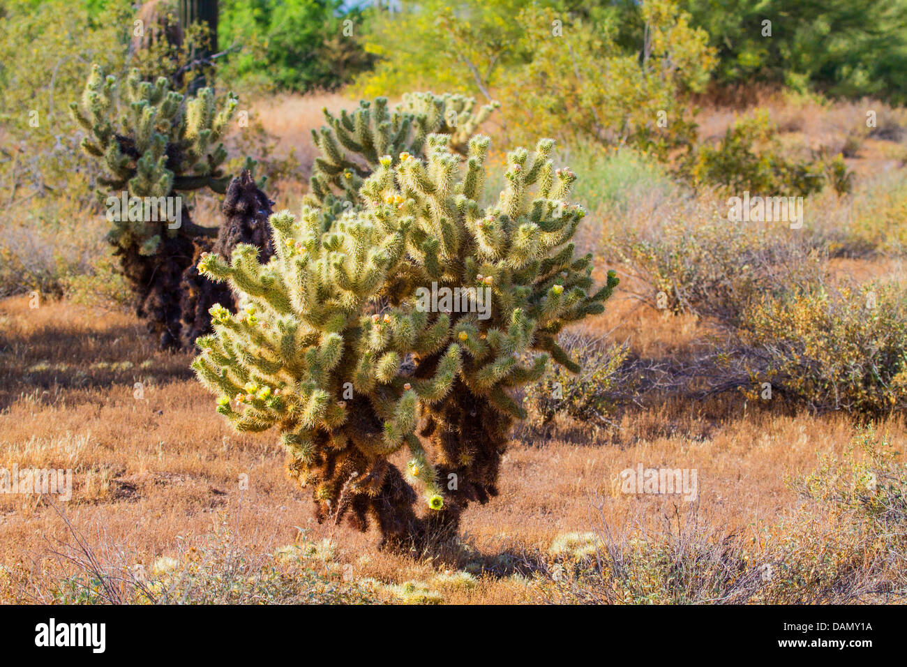Teddy-bear cholla, Jumping Cholla, Silver cholla (Opuntia bigelovii, Cylindropuntia bigelovii), several plants, USA, Arizona, Phoenix Stock Photo