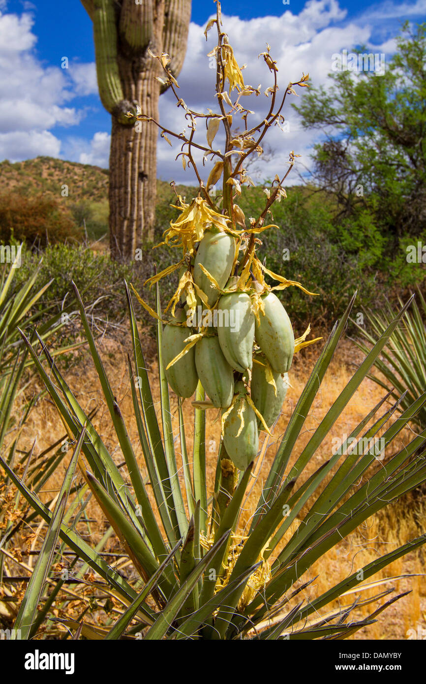 Banana Yucca, Datil Yucca (Yucca baccata), with fruits, USA, Arizona, Phoenix Stock Photo