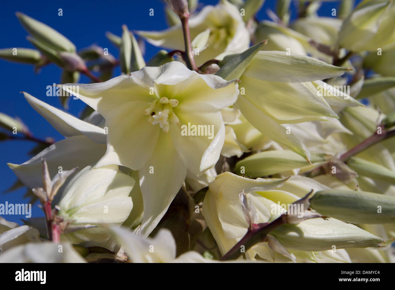 Soaptree, Soapweed, Palmella (Yucca elata), flowers, USA, Arizona