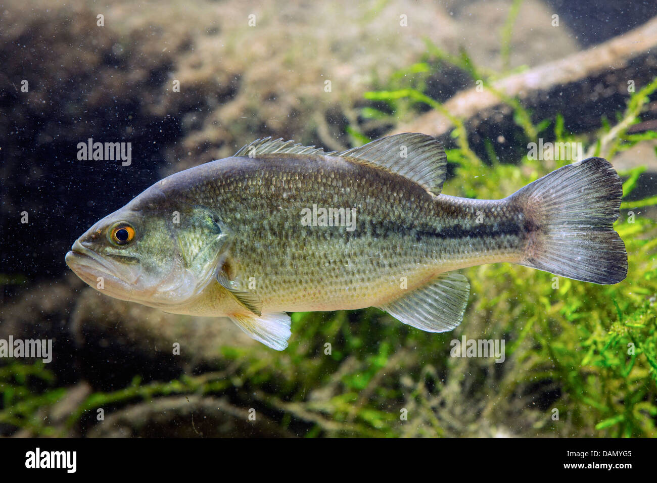 largemouth black bass, largemouth bass (Micropterus salmoides), swimming in front of water plants Stock Photo