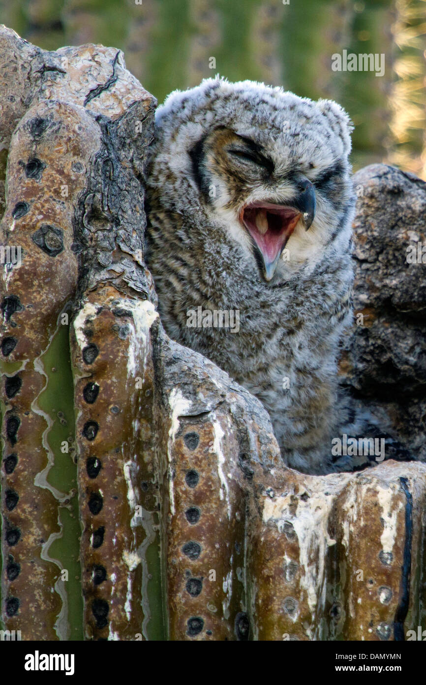great horned owl (Bubo virginianus), yawning young owl in the nest in a Saguaro, USA, Arizona, Phoenix Stock Photo