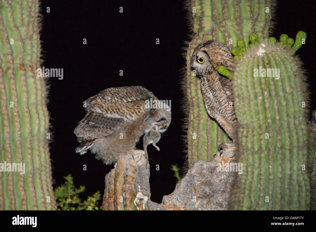 great horned owl (Bubo virginianus), adult bird feeding a young bird with a small mammal at the nest in the Saguaro, USA, Arizona, Phoenix Stock Photo