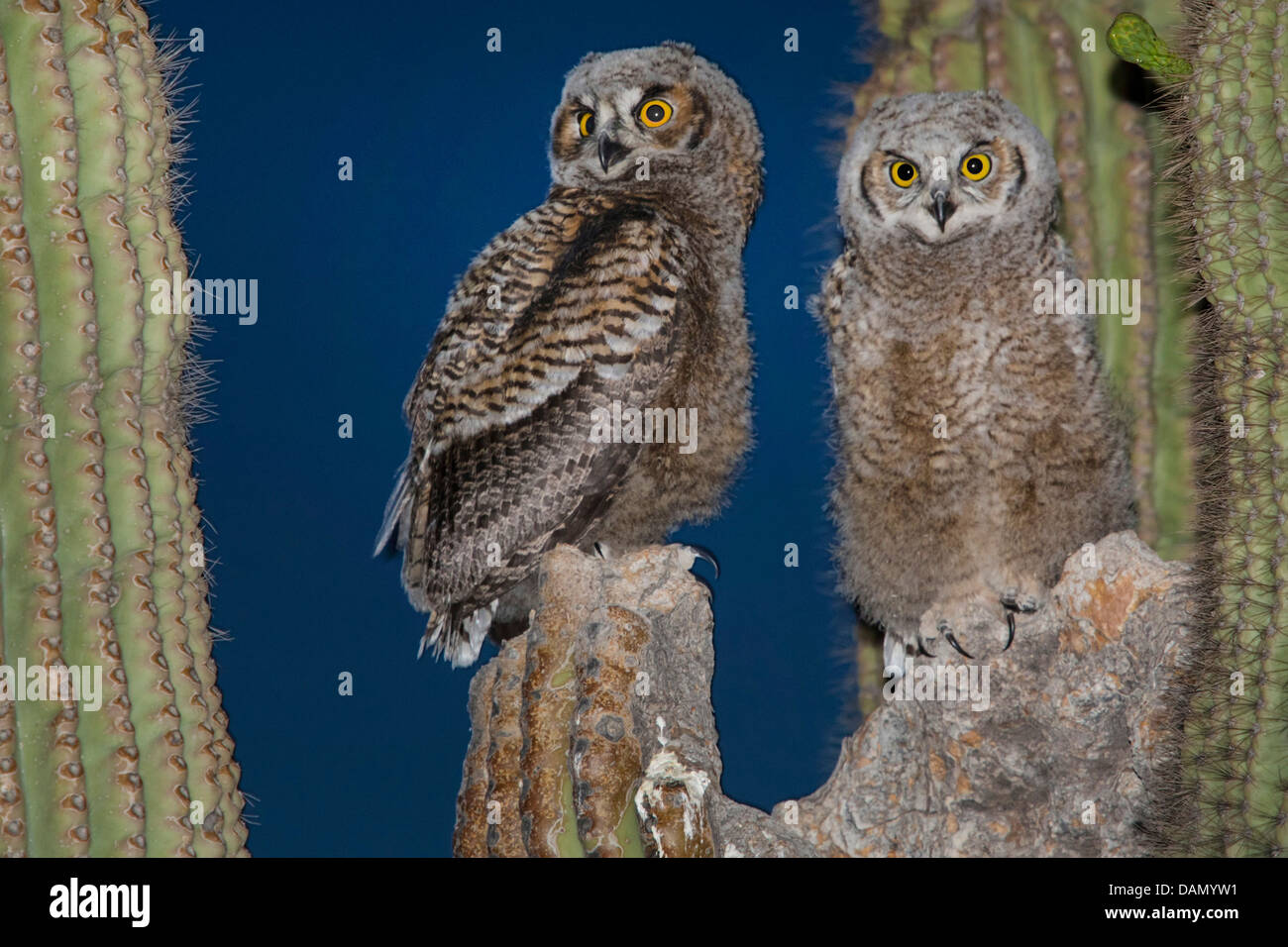 great horned owl (Bubo virginianus), two young owls sitting together in the nest in a Saguaro, USA, Arizona, Phoenix Stock Photo