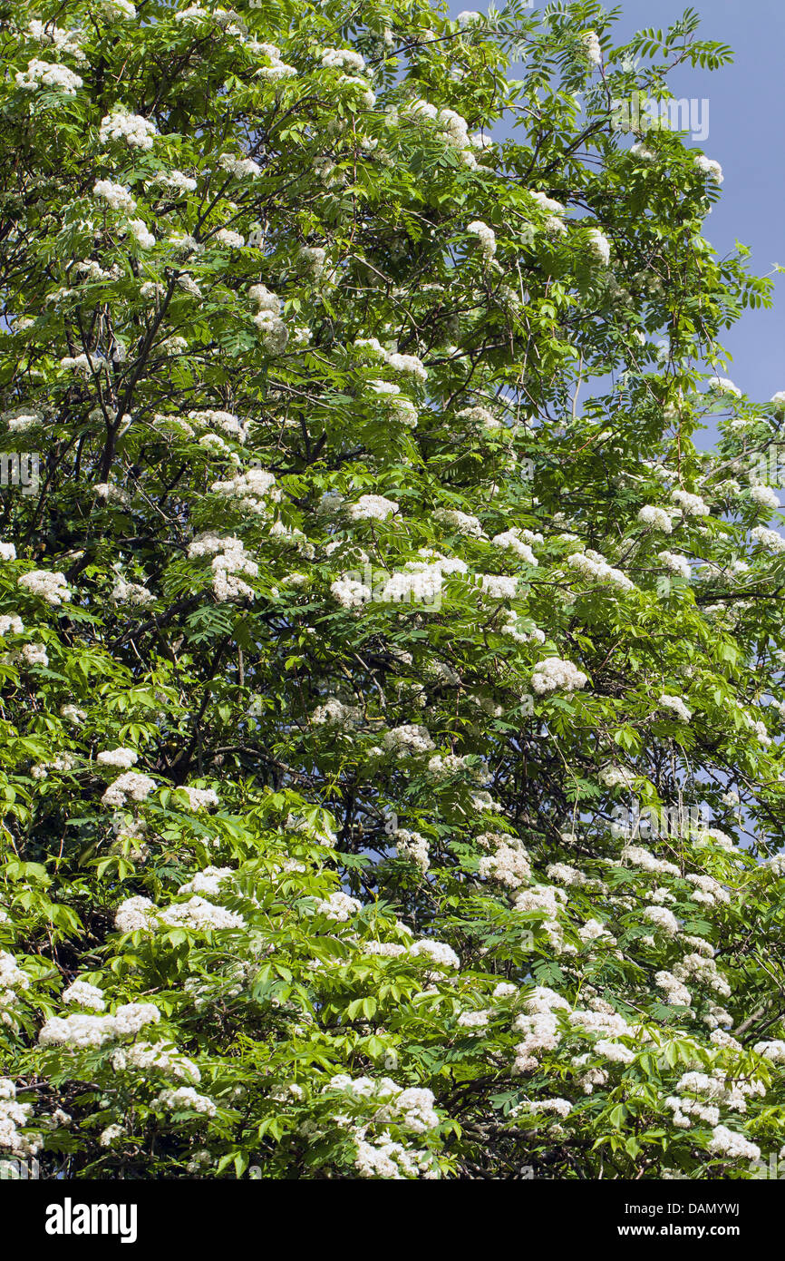 Blooming tree branches hi-res stock photography and images - Alamy