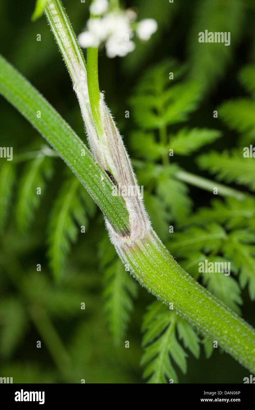 Cow parsley edible hires stock photography and images Alamy