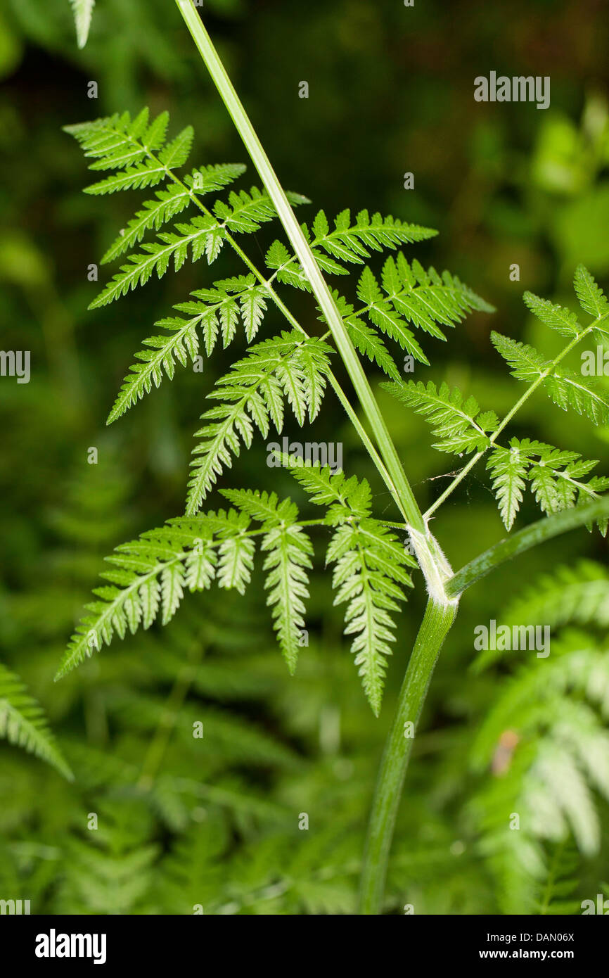 Cow parsley leaves anthriscus sylvestris hires stock photography and
