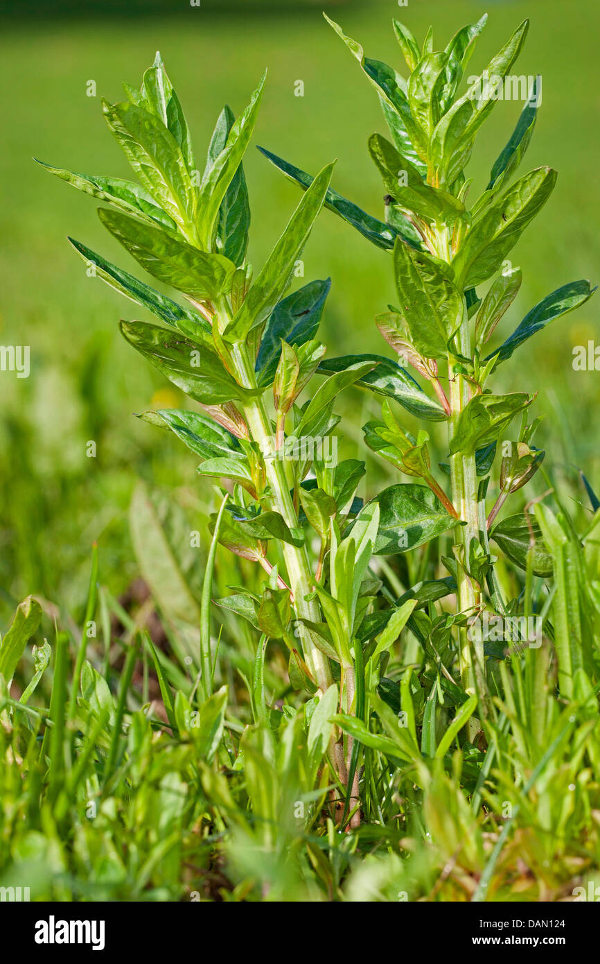 purple loosestrife, spiked loosestrife (Lythrum salicaria), young shoots before flowering, Germany Stock Photo