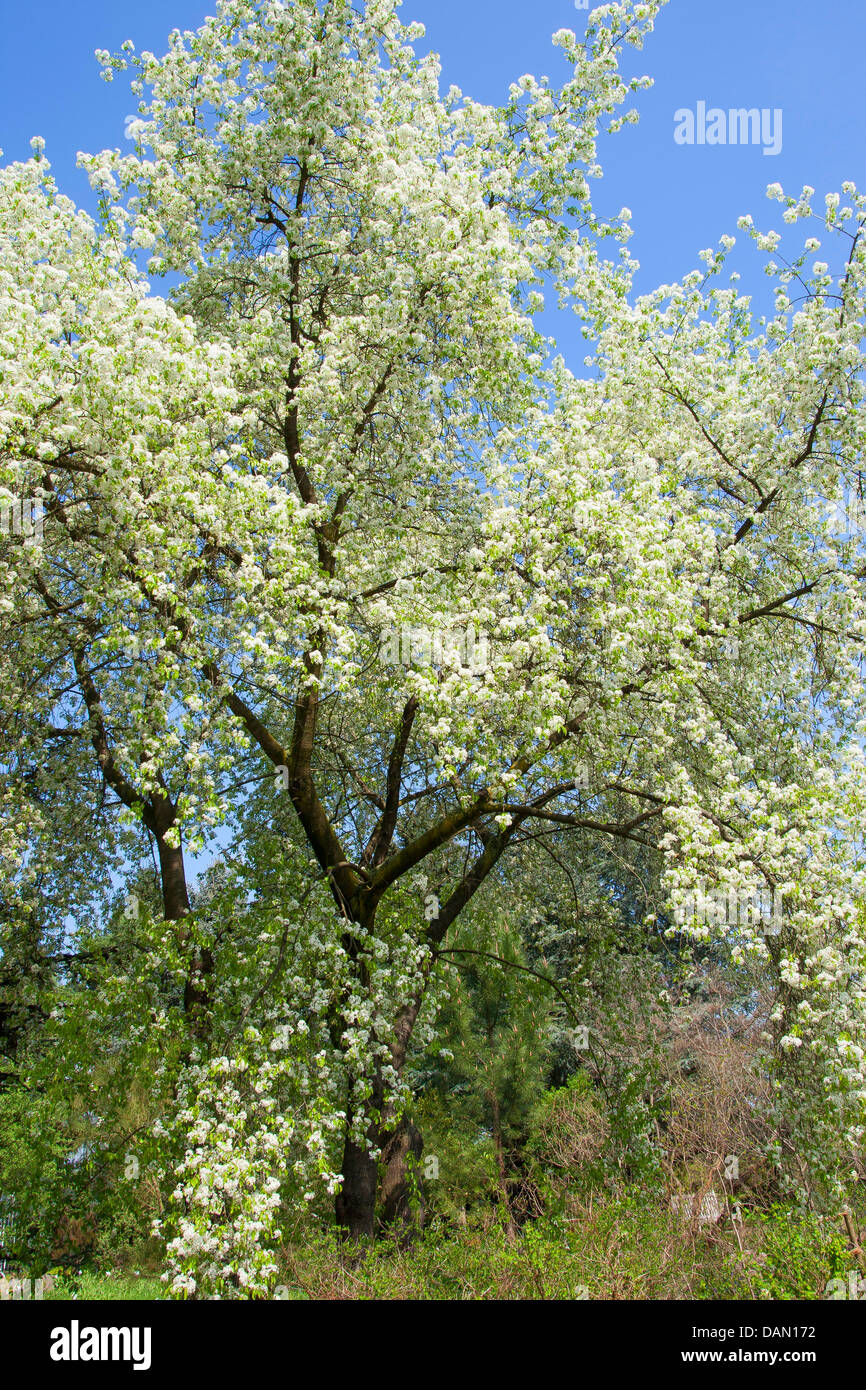 Perfumed cherry, St Lucie cherry, Mahaleb cherry (Prunus mahaleb, Cerasus mahaleb), blooming tree, Germany Stock Photo